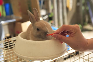 ふれあい動物公園 東北最大級の遊園地 リナワールド